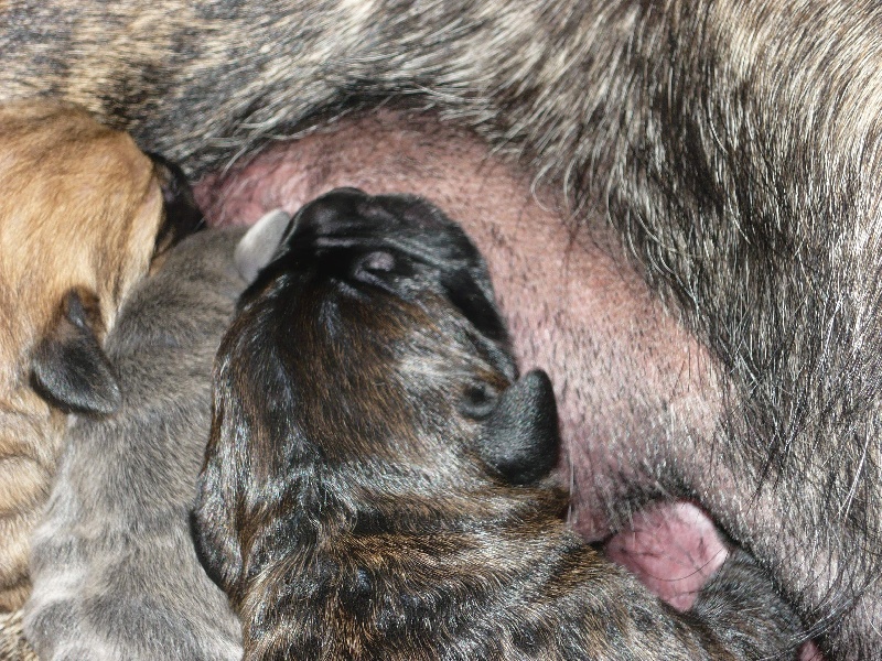 Chiots falbala du temple des vestales et verone de la licorne noire