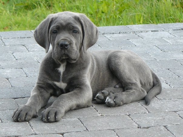 Mes chiots