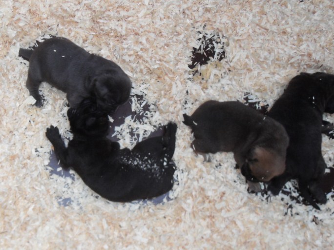 chiots de giulia et verone de la licorne noire 20 jours
