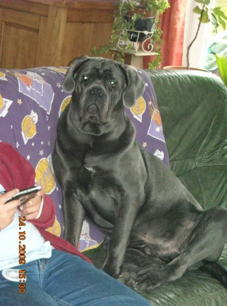 souvenir de mes premiers chiots