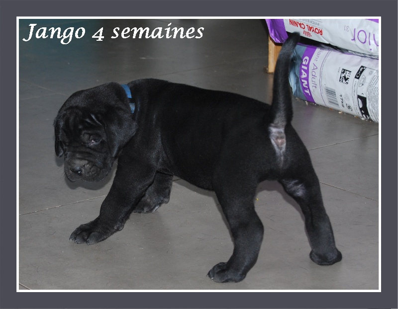 Jango née le 16/06/2010 dans sa nouvelle famille