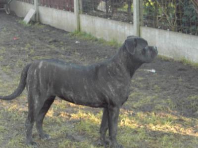 Mes chiens