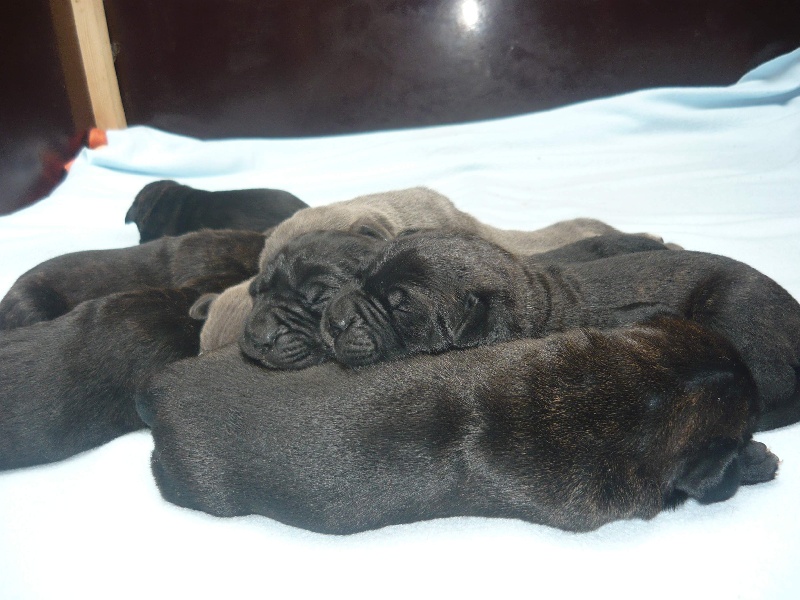 chiot de giulia à 8 jours