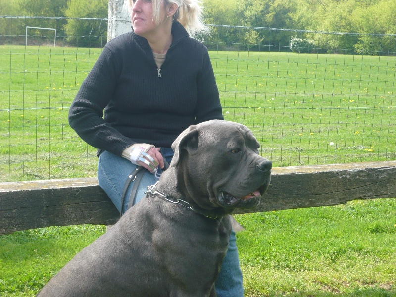 Dressage Ilario