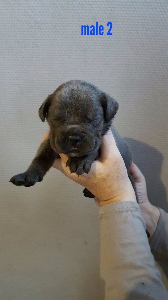 du Temple de la Lambra - Chiots disponibles - Cane Corso