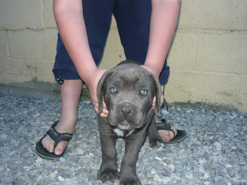 du Temple de la Lambra - Cane Corso - Portée née le 16/06/2010